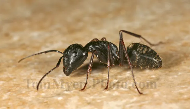 All-Rite Pest Control Picture 7