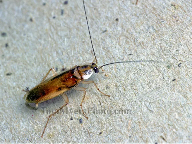 All-Rite Pest Control Picture 6