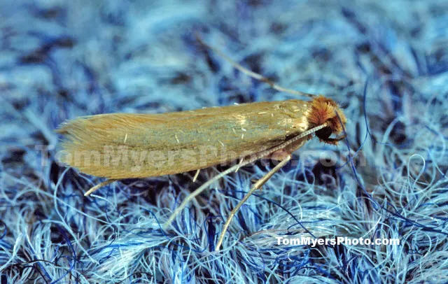 All-Rite Pest Control Picture 9