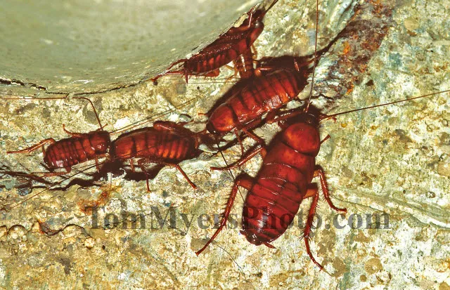 All-Rite Pest Control Picture 5