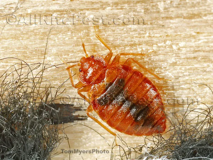 All-Rite Pest Control Picture 2