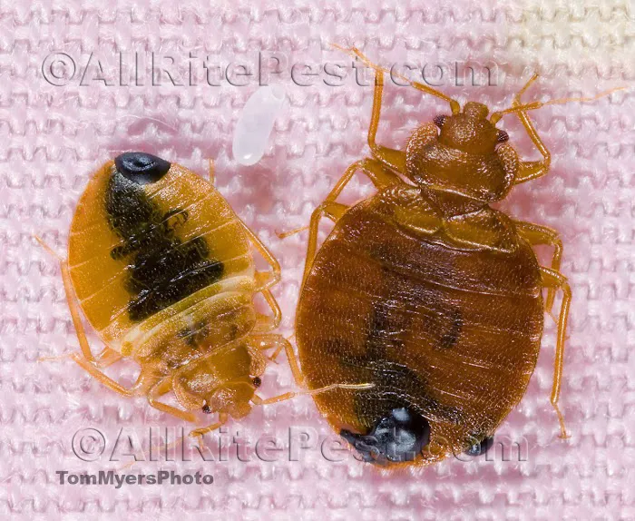 All-Rite Pest Control Picture 1