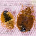 All-Rite Pest Control