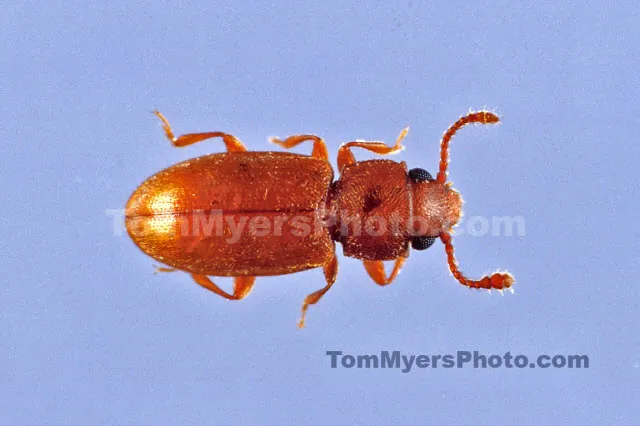 All-Rite Pest Control Picture 4