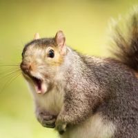 Fox Pest Control Lexington ico
