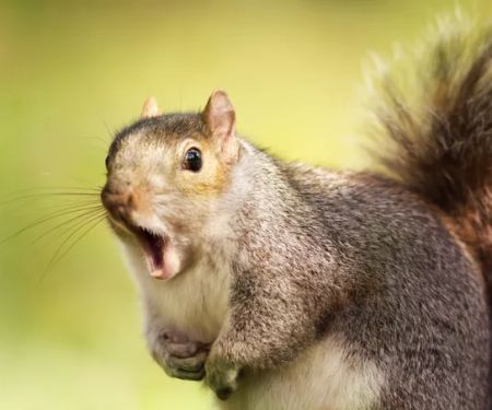Fox Pest Control Lexington