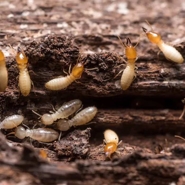 Black Diamond Pest Control Picture 8