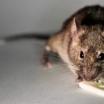 Black Diamond Pest Control
