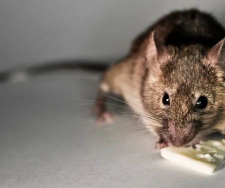 Black Diamond Pest Control