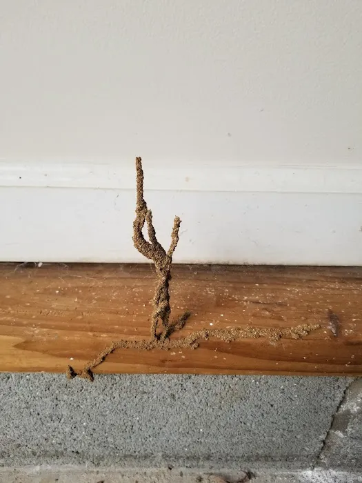 Black Diamond Pest Control Picture 4