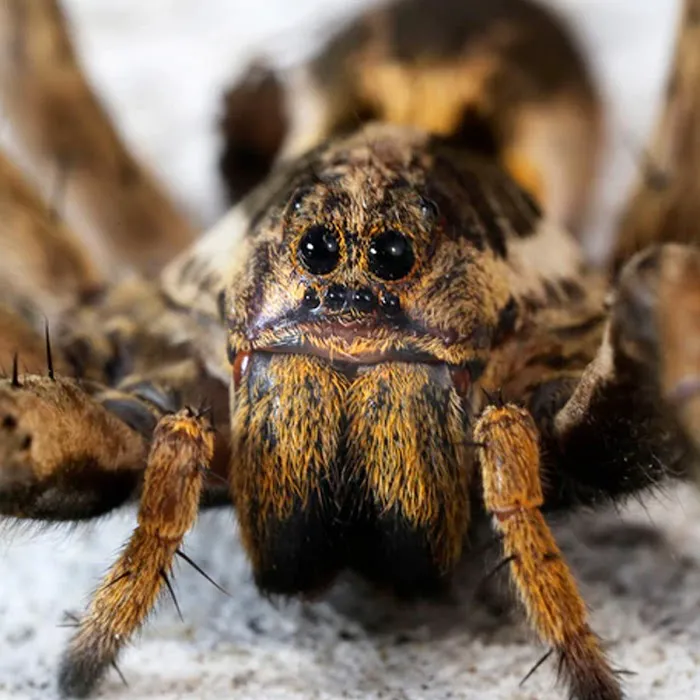 Black Diamond Pest Control Picture 7
