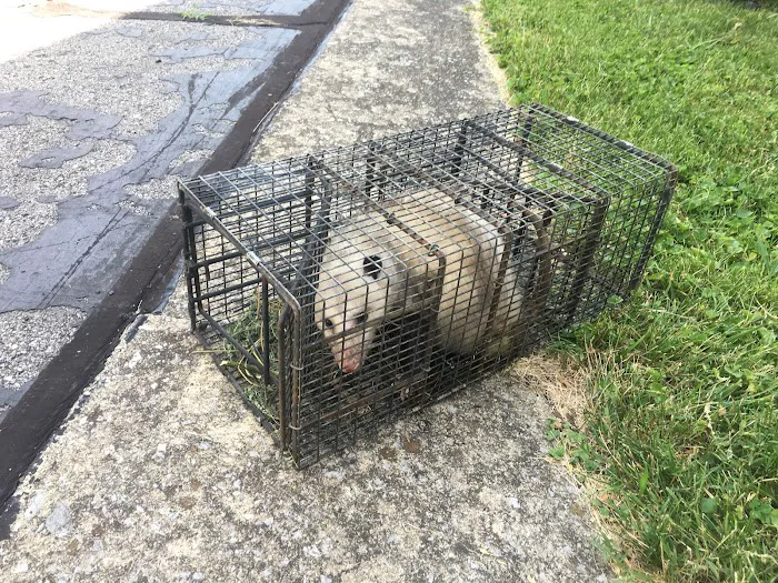 KYote Wildlife Control Picture 7