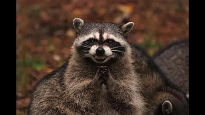 KYote Wildlife Control Picture 4