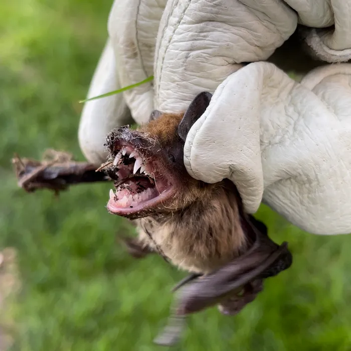 KYote Wildlife Control Picture 5