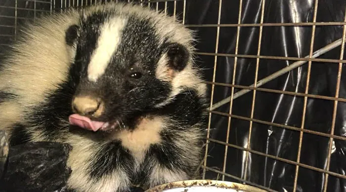 Complete Animal Removal Picture 4