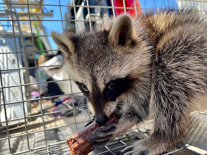 Complete Animal Removal Picture 5
