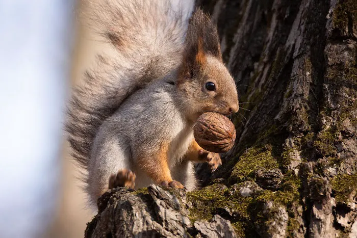 Critter Detective Picture 6