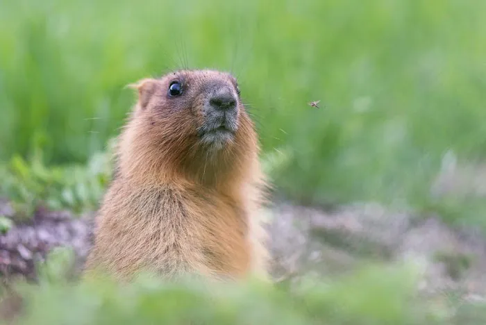 Critter Detective Picture 5