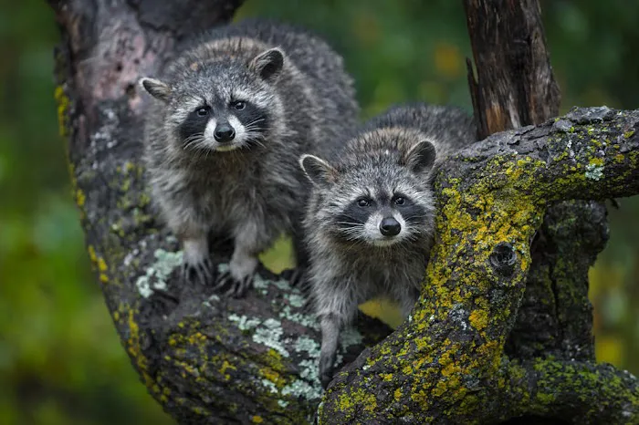 Critter Detective Picture 8