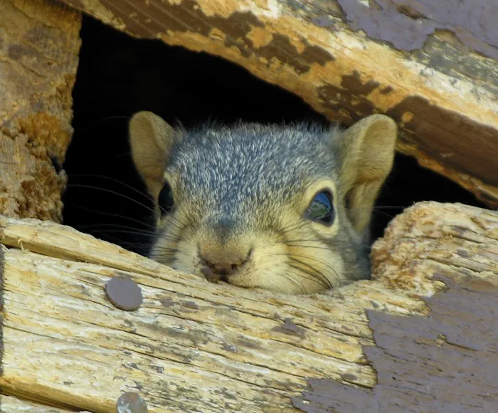Critter Detective Picture 7