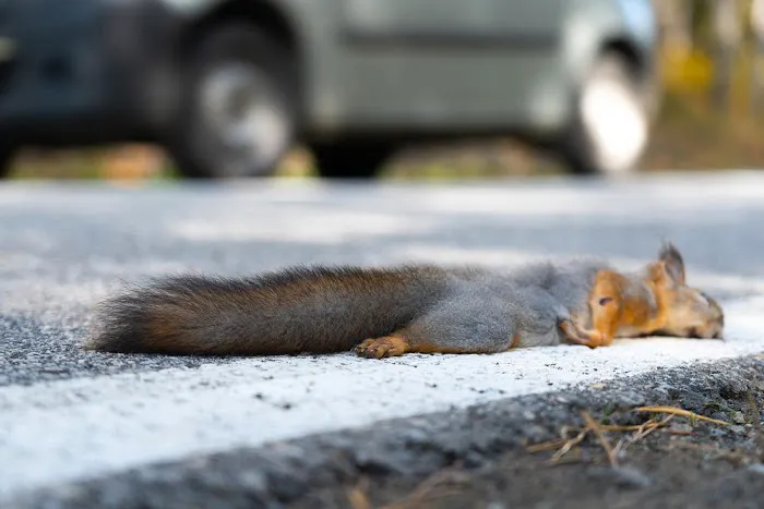 Critter Detective Picture 2