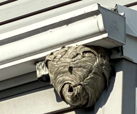 Greenix Pest Control