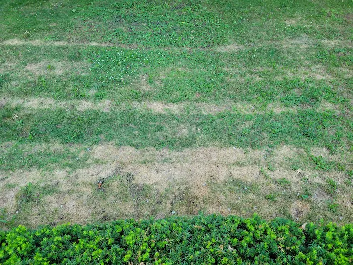 Greenix Pest Control Picture 7