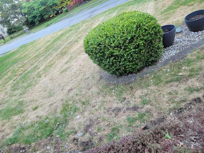 Greenix Pest Control Picture 6