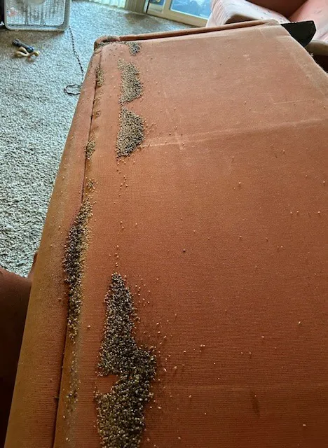 Ace Exterminating Co., INC. Picture 5