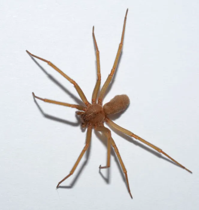 Ace Exterminating Co., INC. Picture 4