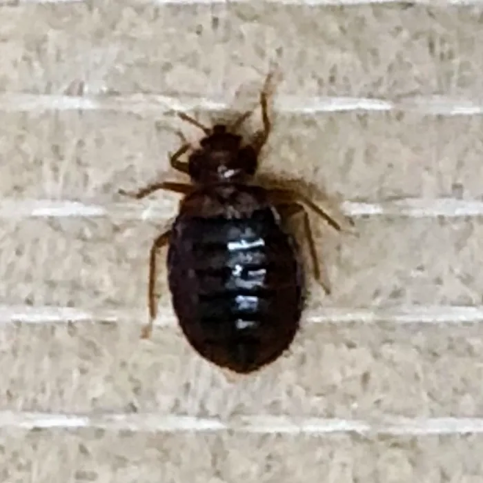 Ace Exterminating Co., INC. Picture 6