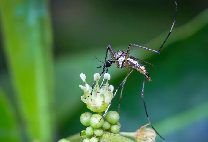 Rapid Pest Solutions Picture 3