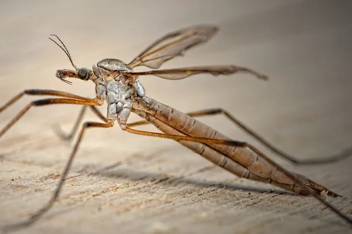 Rapid Pest Solutions Picture 7