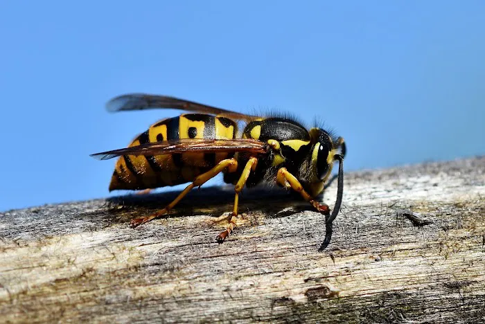 Rapid Pest Solutions Picture 6