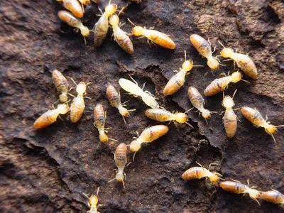 Rapid Pest Solutions Picture 4
