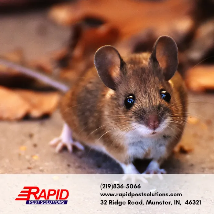 Rapid Pest Solutions Picture 10