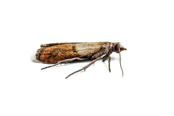 Franklin Pest Solutions Picture 7