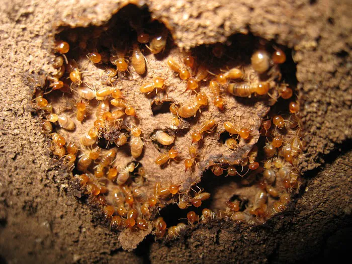 Franklin Pest Solutions Picture 10