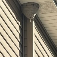 McKnight's Pest Management INC ico