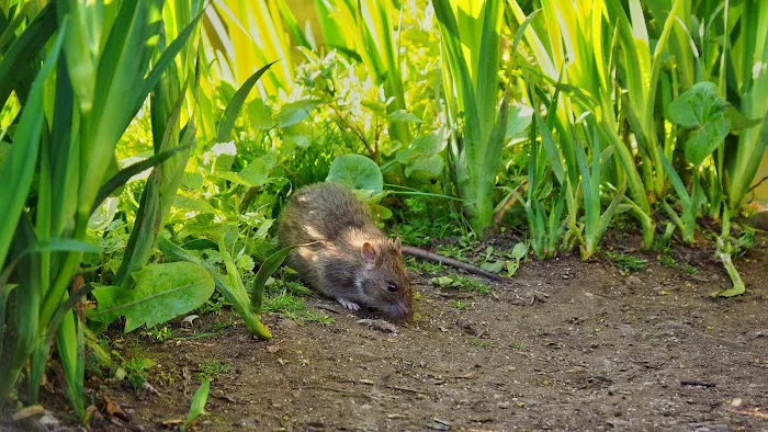 OPC Pest Services Picture 3
