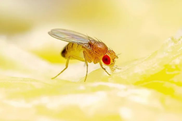 OPC Pest Services Picture 9