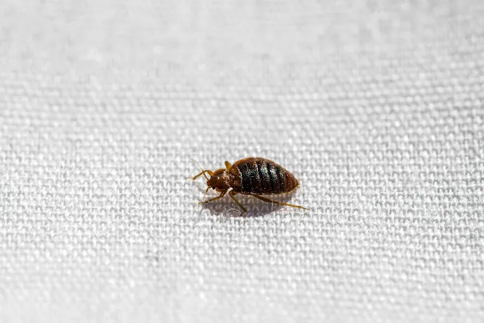 OPC Pest Services Picture 1