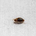 OPC Pest Services