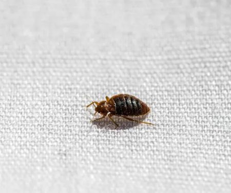 OPC Pest Services