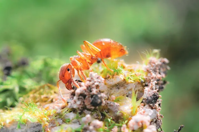 OPC Pest Services Picture 8