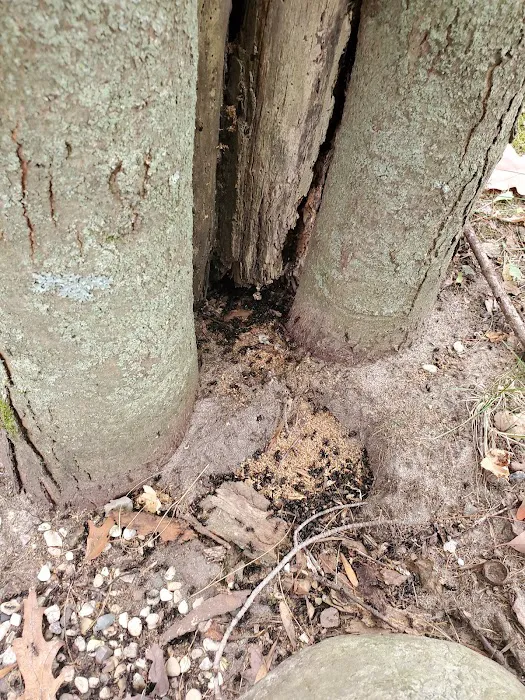 Shoreline Services Inc. Pest & Wildlife Control Picture 7