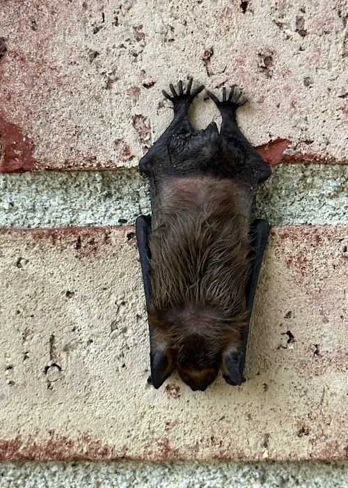 Shoreline Services Inc. Pest & Wildlife Control Picture 1