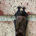 Shoreline Services Inc. Pest & Wildlife Control