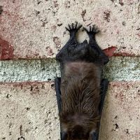 Shoreline Services Inc. Pest & Wildlife Control ico