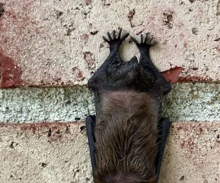 Shoreline Services Inc. Pest & Wildlife Control